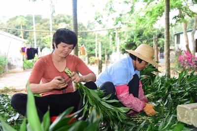 海口美蘭區(qū)脫貧戶王康麗 只有勤勞才能致富
